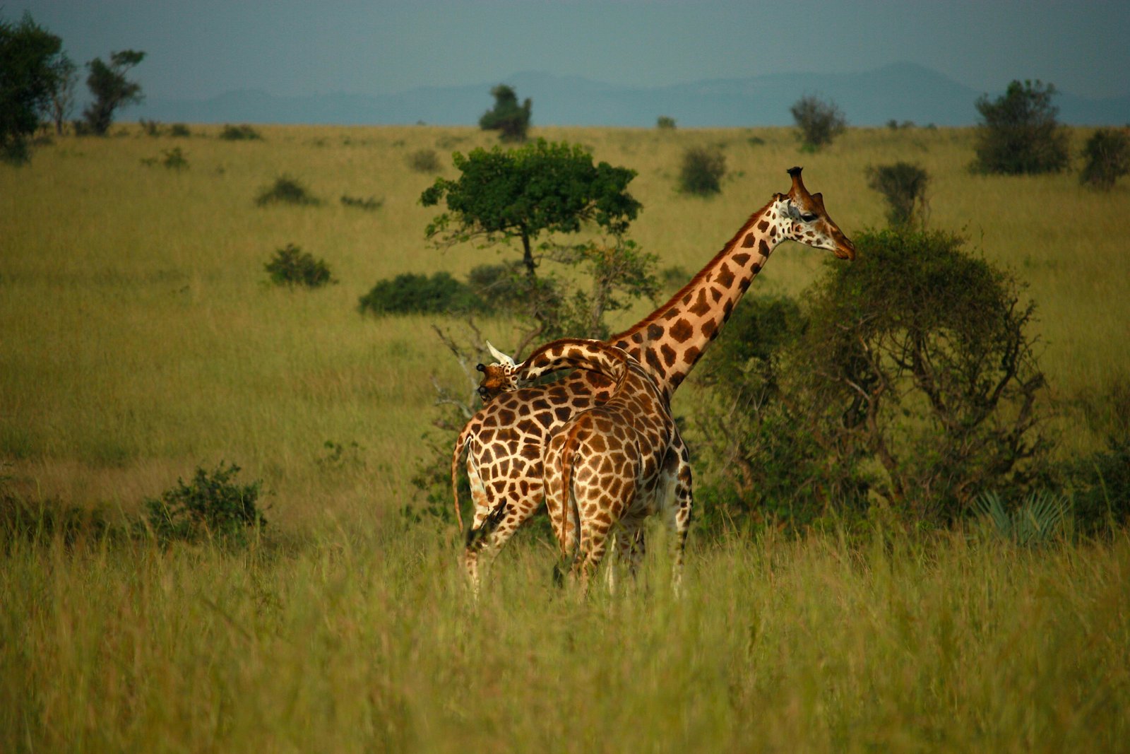 A tailor-made Millennia Safaris itinerary